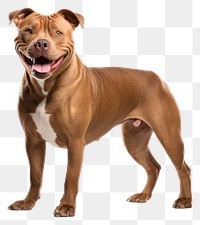 PNG Pitbull mammal animal dog. 