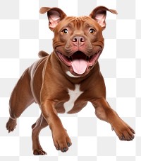 PNG Bulldog pitbull mammal animal. 