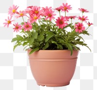 PNG Flower plant daisy vase. 