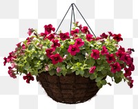 PNG Flower basket plant houseplant. AI generated Image by rawpixel.