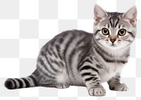 PNG Animal mammal kitten pet. AI generated Image by rawpixel.