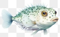 PNG Animal puffer fish  