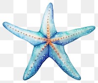 PNG Starfish white background invertebrate echinoderm. 