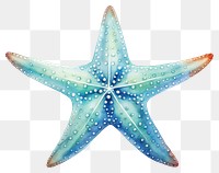 PNG Starfish white background invertebrate echinoderm.