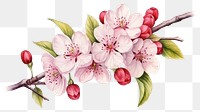 PNG Blossom flower cherry plant.