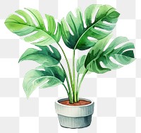 PNG Plant leaf houseplant freshness. 