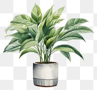 PNG Plant leaf vase houseplant. 