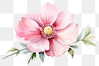 PNG Flower blossom petal plant. AI generated Image by rawpixel.