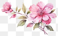 PNG Flower blossom plant rose