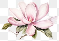 PNG Blossom flower magnolia petal