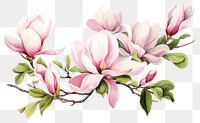 PNG Blossom flower magnolia plant