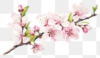 PNG Blossom flower plant white background. AI generated Image by rawpixel.