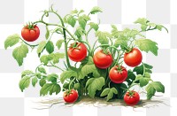 PNG Tomato plant vegetable fruit. 