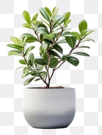 PNG Plant bonsai leaf tree. 