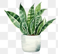 PNG Plant leaf white background houseplant. 