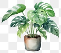 PNG Plant leaf white background houseplant. 