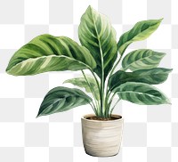 PNG Plant leaf white background houseplant. 