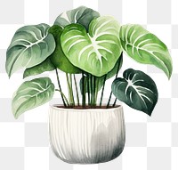 PNG Plant leaf white background xanthosoma. AI generated Image by rawpixel.