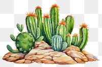 PNG Cactus plant white background creativity. 