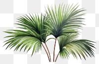 PNG Plant leaf tree white background