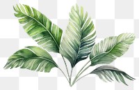 PNG Plant leaf art white background