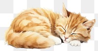 PNG Sleeping mammal animal kitten. AI generated Image by rawpixel.