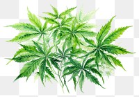 PNG Cannabis plant herbs leaf. 