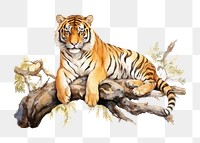 PNG Tiger wildlife animal mammal. AI generated Image by rawpixel.