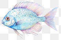 PNG Fish animal white background pomacanthidae.