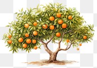 PNG Grapefruit plant food tree. AI generated Image by rawpixel.