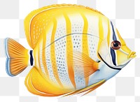 PNG Fish animal white background pomacanthidae. 