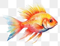 PNG Fish goldfish animal  