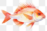 PNG Fish animal white background pomacentridae. 