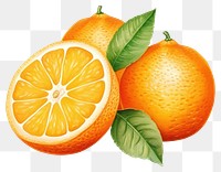 PNG Fruit grapefruit orange lemon