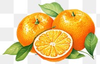 PNG Fruit grapefruit orange plant. AI generated Image by rawpixel.