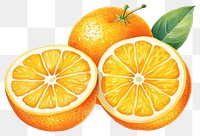 PNG Grapefruit orange lemon slice. 