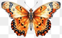 PNG Butterfly insect animal moth