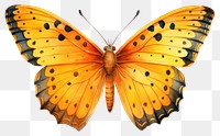 PNG Butterfly insect animal moth. 