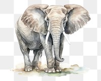 PNG Elephant wildlife drawing animal. 