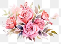 PNG Flower rose bouquet watercolor.