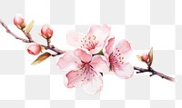 PNG Blossom flower cherry plant