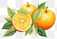 PNG Fruit grapefruit orange lemon. AI generated Image by rawpixel.