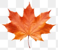 PNG Maple plant leaf tree. 