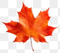 PNG Maple plant leaf tree. AI generated Image by rawpixel.