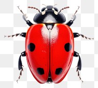 PNG Ladybug animal insect 