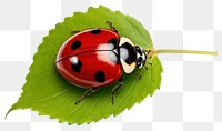 PNG Leaf ladybug animal insect. AI generated Image by rawpixel.