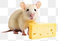 PNG Mammal animal rodent rat. 
