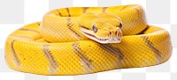 PNG Reptile animal snake poisonous. AI generated Image by rawpixel.