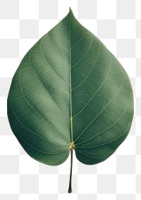 PNG Plant leaf tree xanthosoma. 