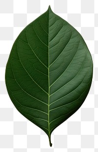 PNG Plant leaf tree xanthosoma. 